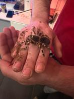 Braziliaanse witknievogelspin, Dieren en Toebehoren, Spin of Schorpioen