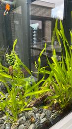 Pleco aquariumvissen ruitenkuiser, Ophalen, Zo goed als nieuw