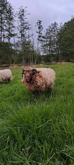Ouessant ram zeer mensgericht, Dieren en Toebehoren, Schapen, Geiten en Varkens, Mannelijk, Schaap, 0 tot 2 jaar