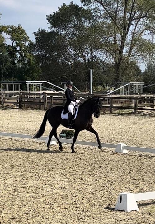 Professionele dressuurles, Dieren en Toebehoren, Paarden en Pony's | Overige Paardenspullen, Dressuur, Ophalen of Verzenden