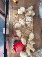 Brahma zalm kuikens 1,5e week oud, Dieren en Toebehoren, Pluimvee, Geslacht onbekend, Kip
