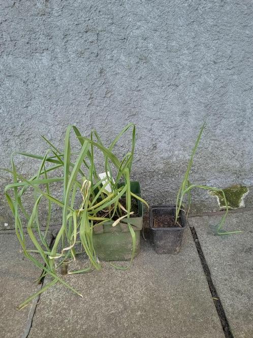 oerprei, Tuin en Terras, Planten | Tuinplanten, Vaste plant, Groenteplanten, Volle zon, Ophalen