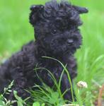 Yorkshire terrier mini blackmerle zeldzaam teefje, Animaux & Accessoires, Chiens | Jack Russell & Terriers, Parvovirose, Plusieurs