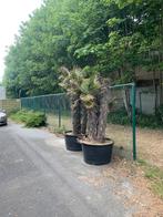 2x 3stammige palmboom, Jardin & Terrasse, Plantes | Arbres, Enlèvement, Palmier