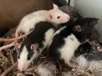 Ratons, Dieren en Toebehoren, Knaagdieren, Rat, Augustus, Meerdere dieren, Tam