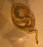 Ball Python – Man, Animaux & Accessoires, Reptiles & Amphibiens, Serpent, 7 à 10 ans