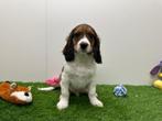 Kruising Kooikerhondje x Engelse Cocker, Dieren en Toebehoren, België, Reu, CDV (hondenziekte), 8 tot 15 weken