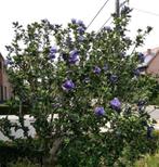 Hibiscus met blauw/paarse bloemen, Tuin en Terras, Planten | Struiken en Hagen, Ophalen