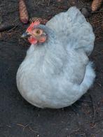 Cochin kriel hennen 2025, Dieren en Toebehoren, Pluimvee