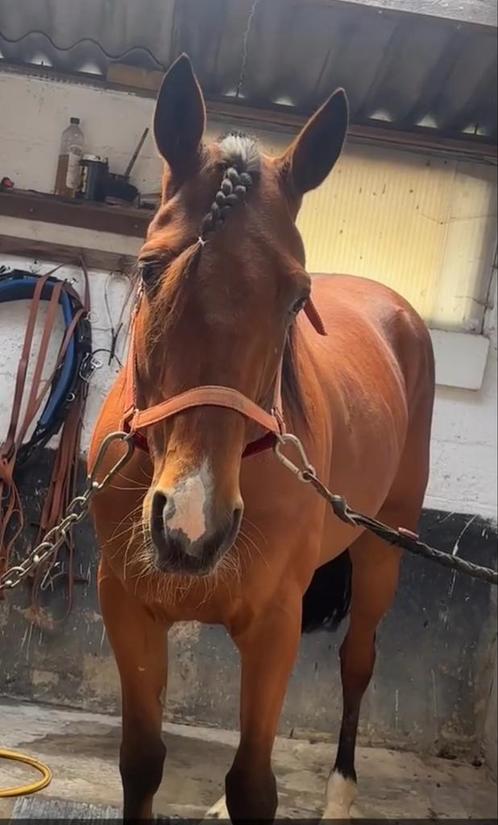 Heel braaf paard, Dieren en Toebehoren, Paarden, Ruin, Zadelmak, 165 tot 170 cm, 7 tot 10 jaar, Recreatiepaard, Gechipt, Ontwormd
