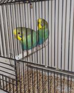 Australische geelmasker grasparkieten, Dieren en Toebehoren, Vogels | Parkieten en Papegaaien