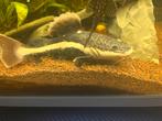 Red tail catfish, Dieren en Toebehoren, Reptielen en Amfibieën