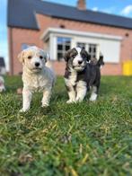 Chiots husky doodle super sympas (husky x caniche), Autres races, Plusieurs, Hépatite contagieuse (maladie de Rubarth), Belgique