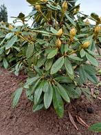 Rhododendron Christmas Cheer, vroeg bloeiend ., Tuin en Terras, Planten | Tuinplanten, Ophalen of Verzenden