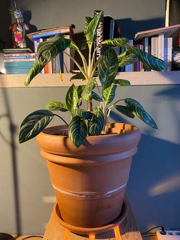 Monstera en Aglaonema commutatum beschikbaar voor biedingen