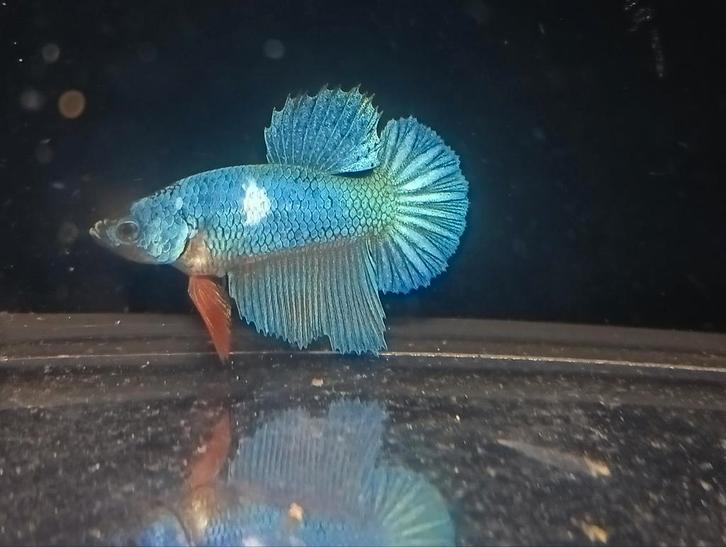 Jonge halfmoon betta, Dieren en Toebehoren, Vissen | Aquariumvissen