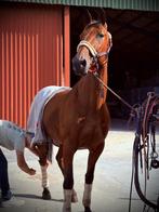 Aangename en sterke kerel aangeboden, Dieren en Toebehoren, Paarden, Gechipt, Ruin, Zadelmak, 11 jaar of ouder