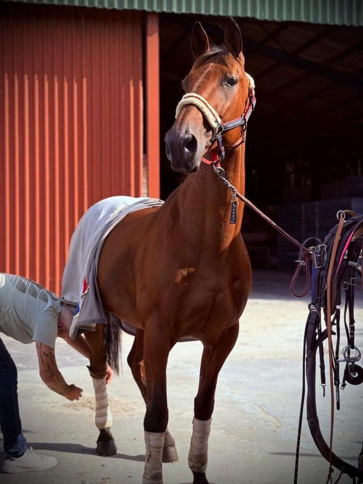 Aangename en sterke kerel aangeboden, Dieren en Toebehoren, Paarden, Ruin, Zadelmak, 165 tot 170 cm, 11 jaar of ouder, Recreatiepaard