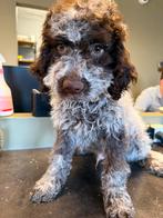 Lagotto Romagnolo, Italiaanse Waterhond, pups te koop, Belgi