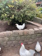 Witte leghorn, Dieren en Toebehoren, Pluimvee