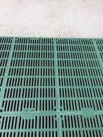 GEZOCHT: Biggenroosters, Porcs, 0 à 2 ans