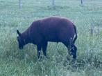 Ramlammeren, Dieren en Toebehoren, Schapen, Geiten en Varkens, Mannelijk, Schaap, 0 tot 2 jaar