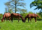 pension chevaux, Dieren en Toebehoren, Stalling en Weidegang, 2 of 3 paarden of pony's, Weidegang