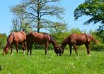 pension chevaux, 2 of 3 paarden of pony's, Weidegang