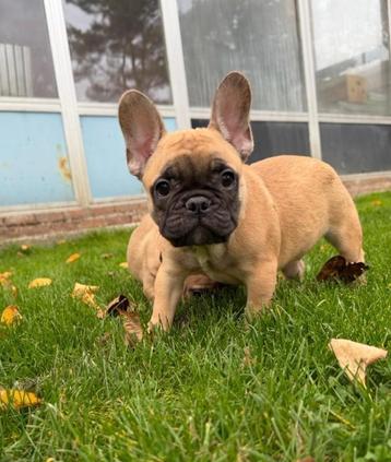 Franse bulldog pups bij ons thuis geboren beschikbaar voor biedingen