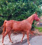 Pony 7 jaar om te beleren +-1m43 equipas, Vermifugé