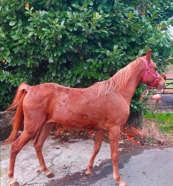 Pony 7 jaar om te beleren +-1m43 equipas, Dieren en Toebehoren, Pony's, Ontwormd