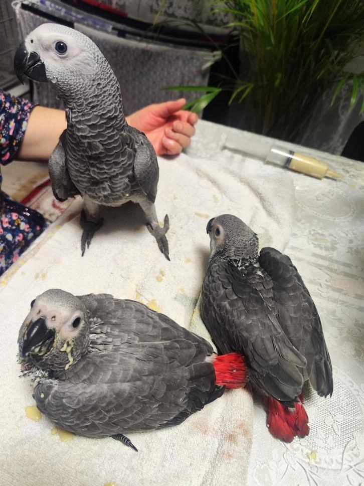 Gris de Gabon, Animaux & Accessoires, Oiseaux | Perruches & Perroquets