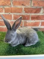 Vlaamse reuzen blauw raszuiver, Animaux & Accessoires, Lapins, Plusieurs animaux, Grand, 0 à 2 ans