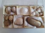 Schelpen - Mactridae, Ophalen of Verzenden, Schelp(en)