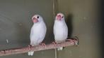 Wit & wit bont Rijstvogels 2025., Dieren en Toebehoren