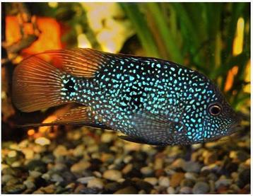 Herichthys cyanoguttatus (Texas Cichliden) beschikbaar voor biedingen