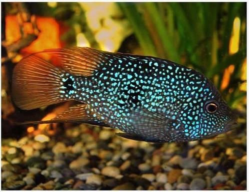 Herichthys cyanoguttatus (Texas Cichliden), Dieren en Toebehoren, Vissen | Aquariumvissen, Zoetwatervis, Vis
