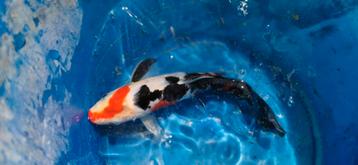 Japans-Belgische High quality koi van 15 tot 35cm beschikbaar voor biedingen