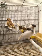 Canaris Gloster, Dieren en Toebehoren, Meerdere dieren, Zangkanarie