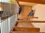 Kweekkoppel halsbandparkieten Violet/WKWS/ Opaline, Dieren en Toebehoren, Meerdere dieren, Geringd