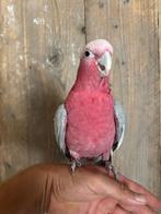 Rose Kakatoe super tam, Dieren en Toebehoren, Geslacht onbekend, Papegaai, Pratend