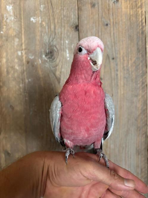 Rose Kakatoe super tam, Dieren en Toebehoren, Vogels | Parkieten en Papegaaien, Papegaai, Geslacht onbekend, Pratend, Tam, Geringd
