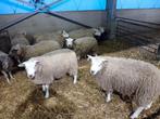 Rammen, Dieren en Toebehoren