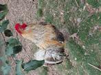 Haan, Dieren en Toebehoren