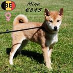 Shiba Inu ; Taro, Amaya, Kawaii & Miyu - Belgische pups, Dieren en Toebehoren, Honden | Poolhonden, Keeshonden en Oertypen, België