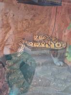 Tekoop koningspython-ball-pythons, Serpent, Domestique, 3 à 6 ans