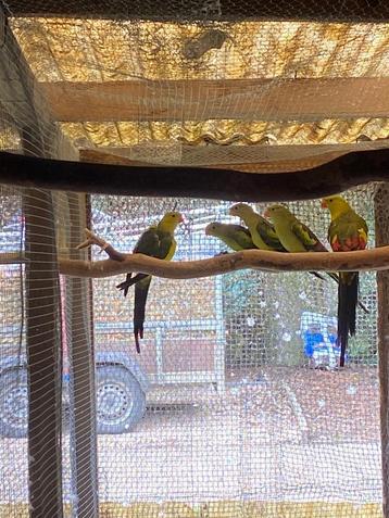 Bergen en roodrugparkieten  beschikbaar voor biedingen