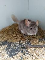 Chinchillas, Chinchilla, Mâle, Domestique, Juillet