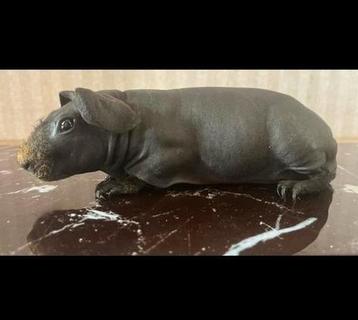 Zeer mooi agouti x driekleur gefokt jonge skinny beer, Dieren en Toebehoren, Knaagdieren, Mannelijk, Cavia, Tam