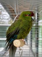 Kakariki papegaai 1 jaar oud, Papegaai